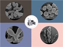 SEM-生物扫描电镜