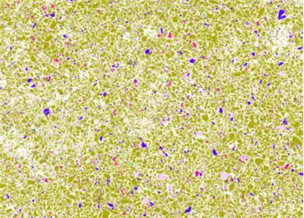 矿物定量分析系统（MLA）